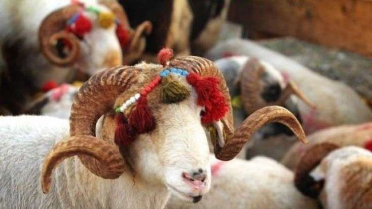 Qurban bayramı ilə bağlı fətva verilib