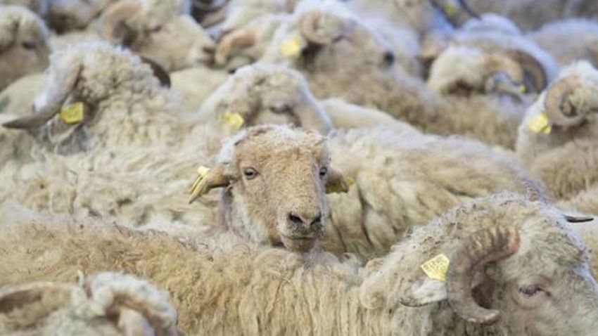 Bayramla bağlı 135 ünvanda qurbanlıq heyvanların satışı və kəsimi xidmətləri göstərilir